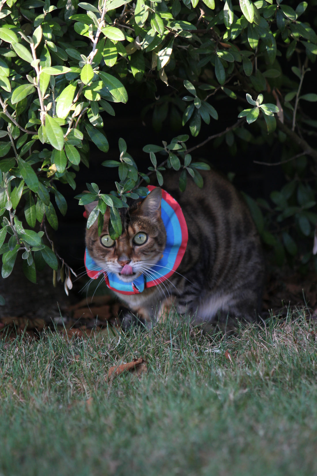 cat scrunchie to reduce bird kill