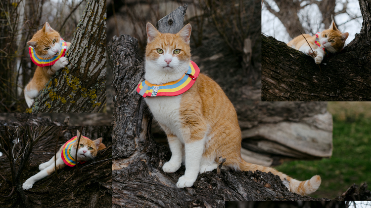 Cat Scrunchies